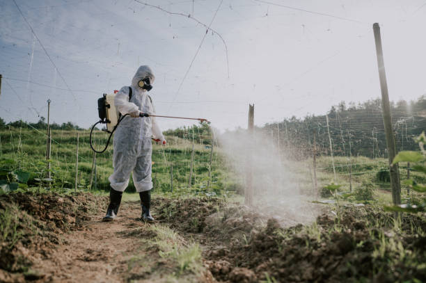 Wasp Removal Services in Maltby, WA