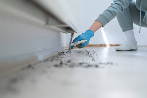 Best Wasp Removal Services  in Maltby, WA